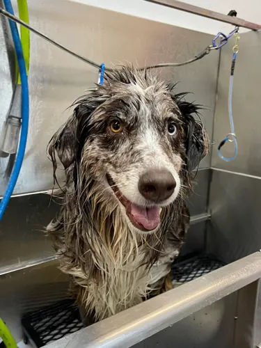 A freshly groomed dog at Zuzu's Pet Spa in Colorado Springs.