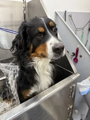A extra large dog groomed at Zuzu's.