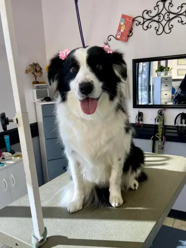 A freshly groomed dog at Zuzu's Pet Spa in Colorado Springs.