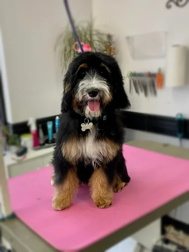 A doodle groomed at Zuzu's.
