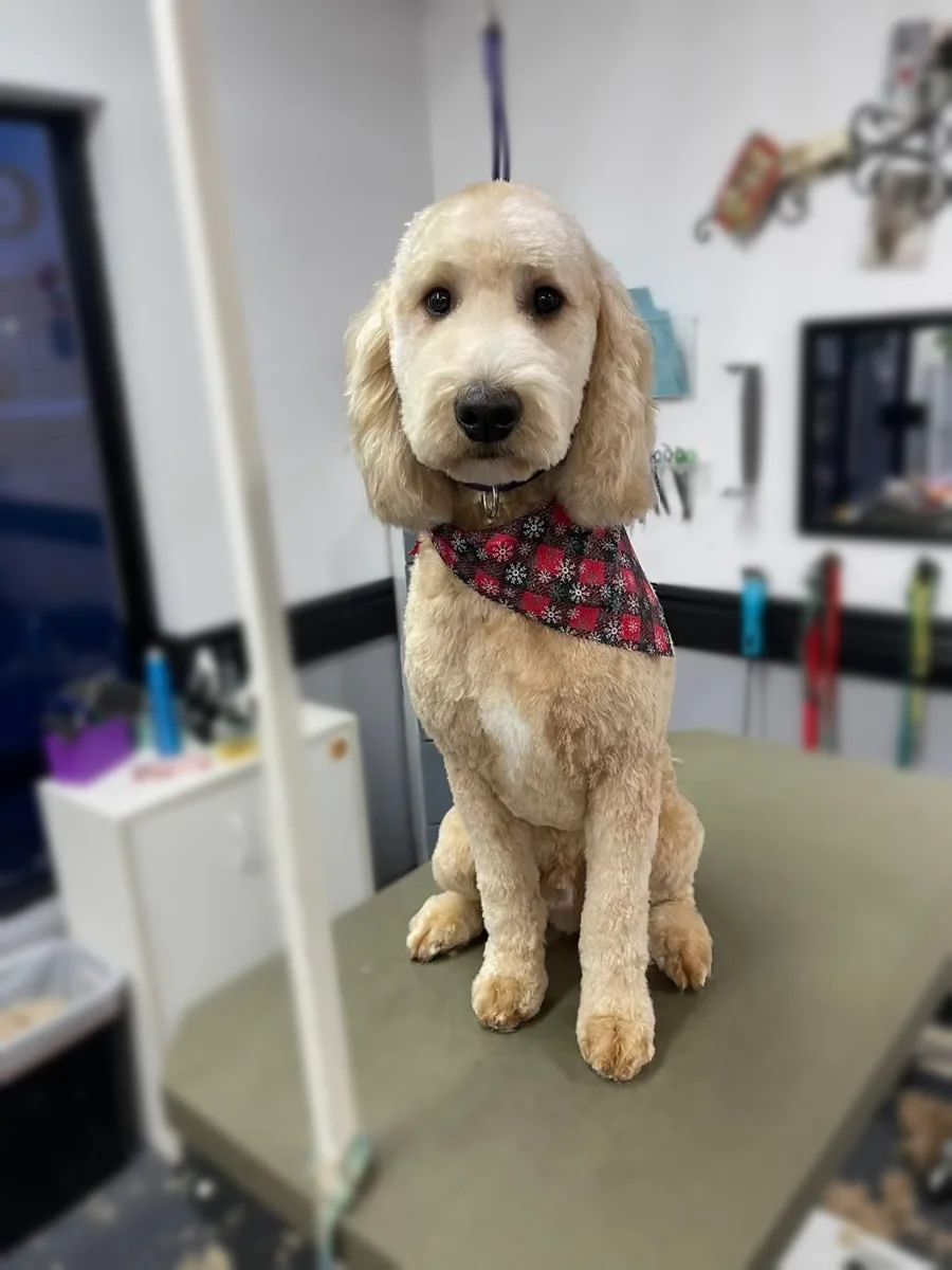 An apricot Cockapoo in a bandana after a groom at Zuzu's.