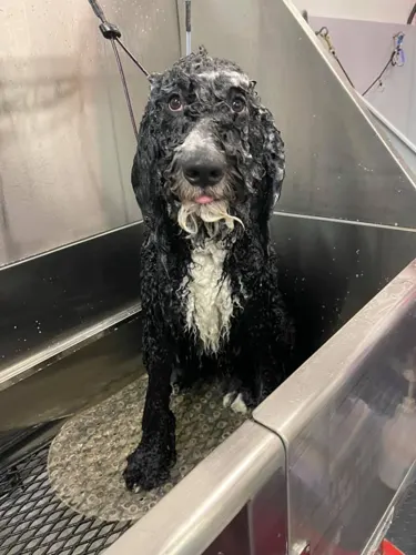 A freshly groomed dog at Zuzu's Pet Spa in Colorado Springs.
