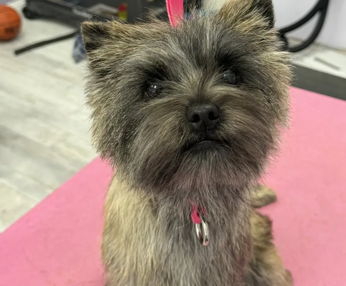 A Cairn Terrier groomed at Zuzu's.