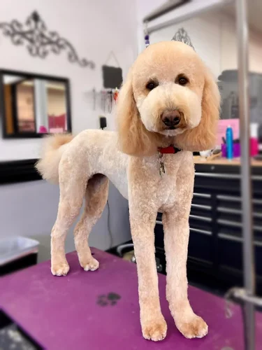 A doodle groomed at Zuzu's.