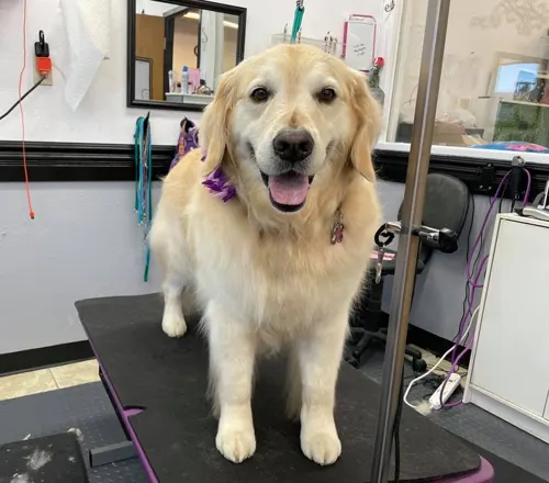 A large dog groomed at Zuzu's.
