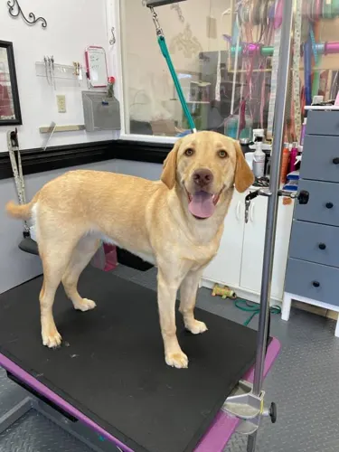 A large dog groomed at Zuzu's.