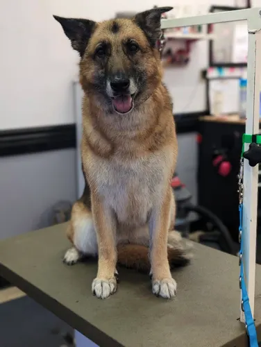 A large dog groomed at Zuzu's.