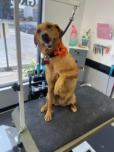A freshly groomed dog at Zuzu's Pet Spa in Colorado Springs.