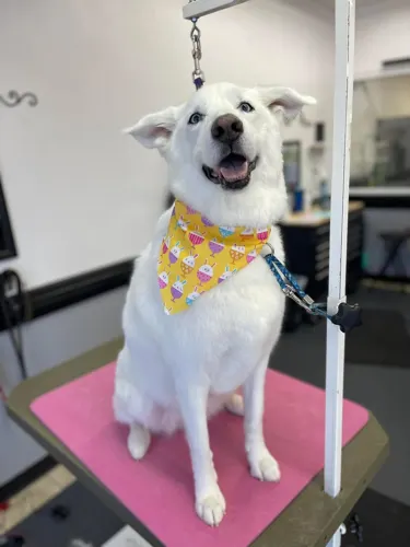 A extra large dog groomed at Zuzu's.