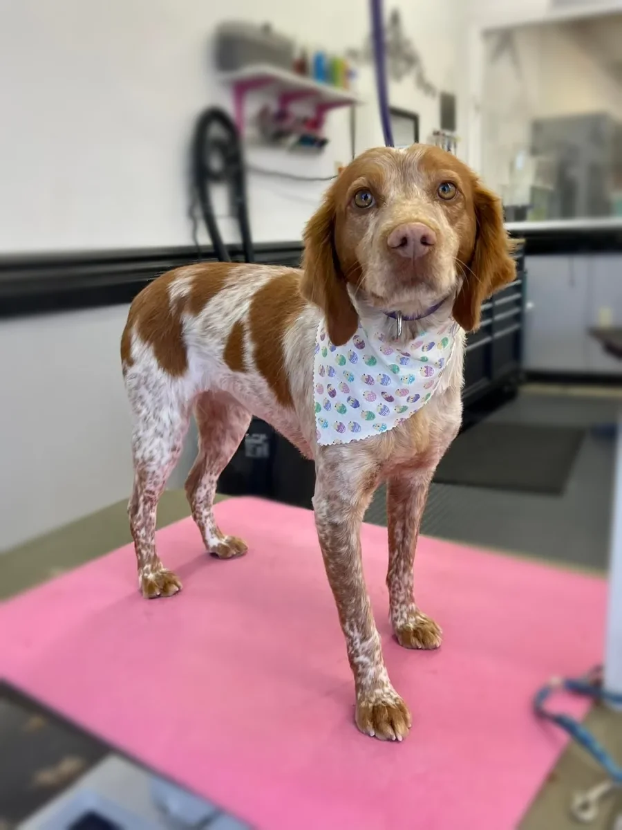 An orange and white Brittany in a bandana at Zuzu's.