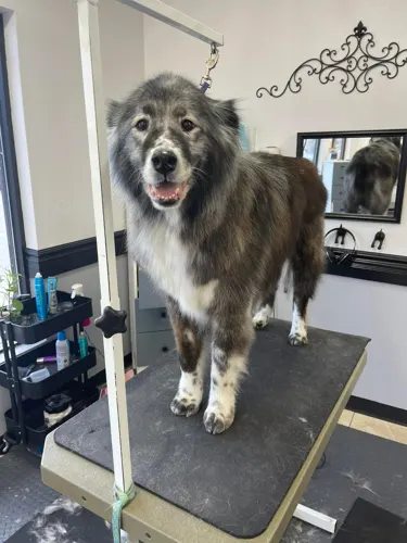 A extra large dog groomed at Zuzu's.