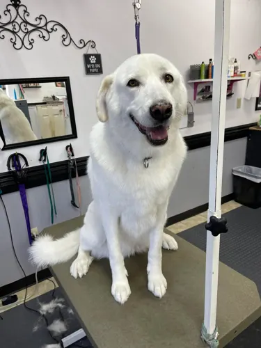 A extra large dog groomed at Zuzu's.