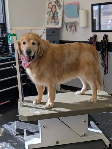 A large dog groomed at Zuzu's.