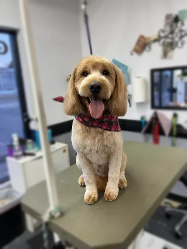A doodle groomed at Zuzu's.