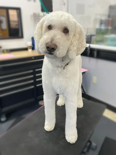 A doodle groomed at Zuzu's.