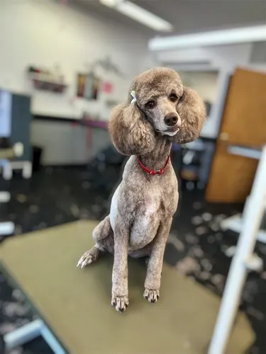 A medium dog groomed at Zuzu's.