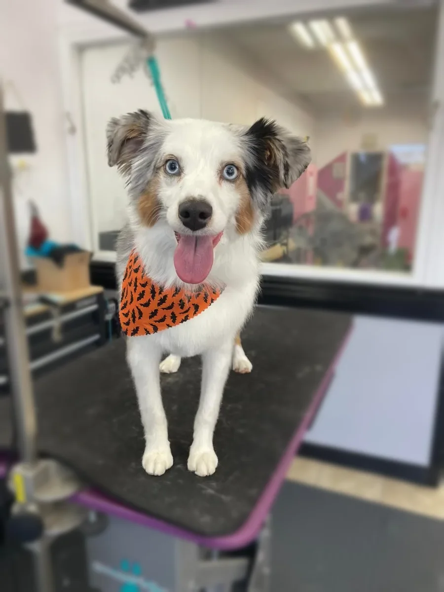 A blue merle Australian Shepherd in an orange bandana at Zuzu's.