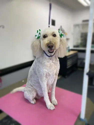 A doodle groomed at Zuzu's.