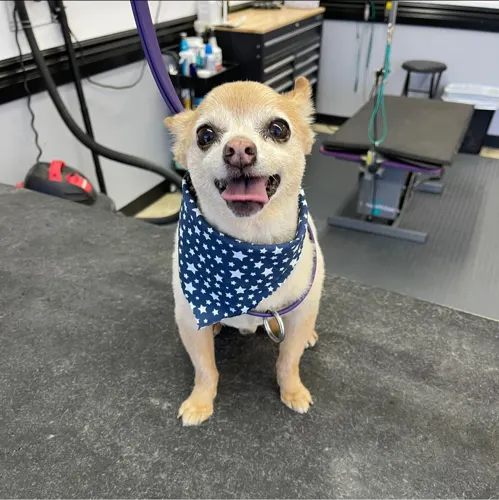 A small dog groomed at Zuzu's.
