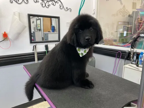 A extra large dog groomed at Zuzu's.