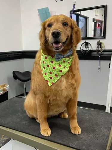 A large dog groomed at Zuzu's.