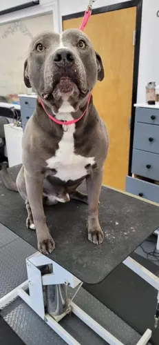 A freshly groomed dog at Zuzu's Pet Spa in Colorado Springs.