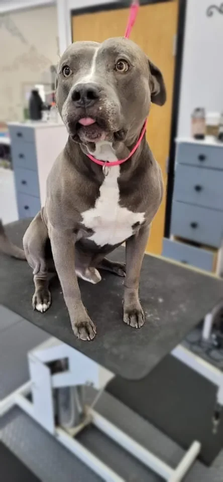 A blue Pit Bull in a bandana on the grooming table at Zuzu's.