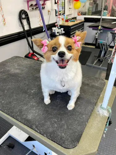 A small dog groomed at Zuzu's.