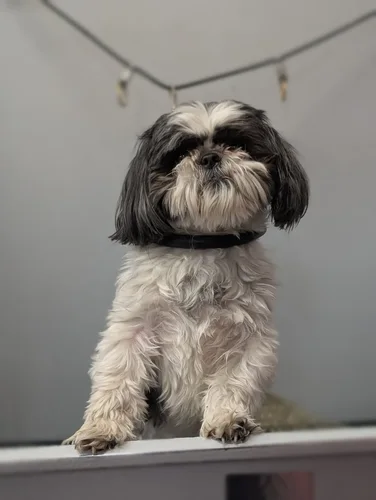 A shih tzu groomed at Zuzu's.