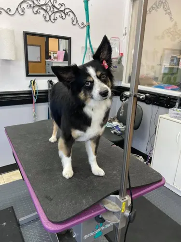 A medium dog groomed at Zuzu's.