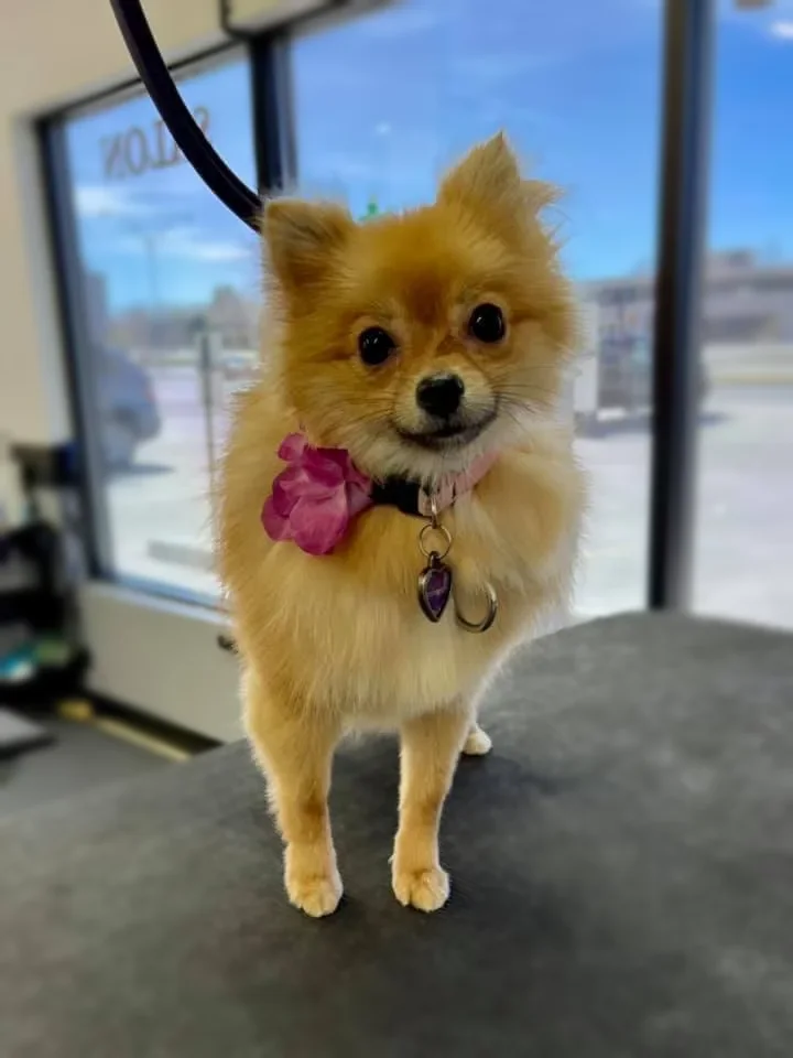 A Pomeranian with a pink bow at Zuzu's.