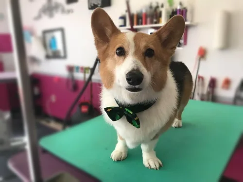A corgi groomed at Zuzu's.