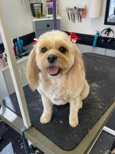 A medium dog groomed at Zuzu's.