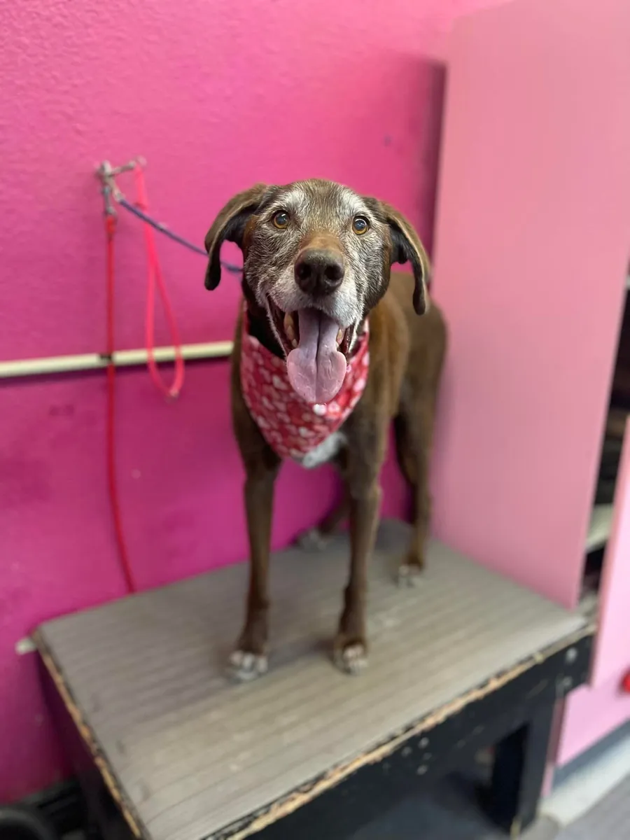 A happy dog in a pink bandana on the grooming table in front of Zuzu's hot pink wall.