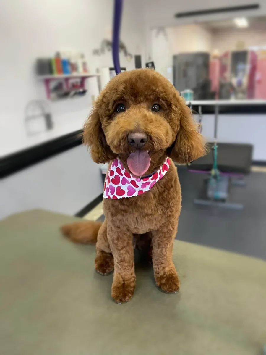 A red Goldendoodle in a heart bandana after a groom at Zuzu's.