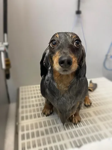 A dachshund groomed at Zuzu's.
