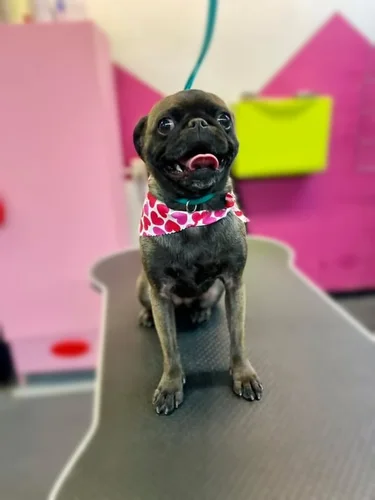A pug groomed at Zuzu's.