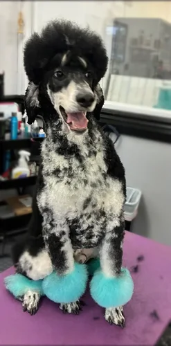 A doodle groomed at Zuzu's.