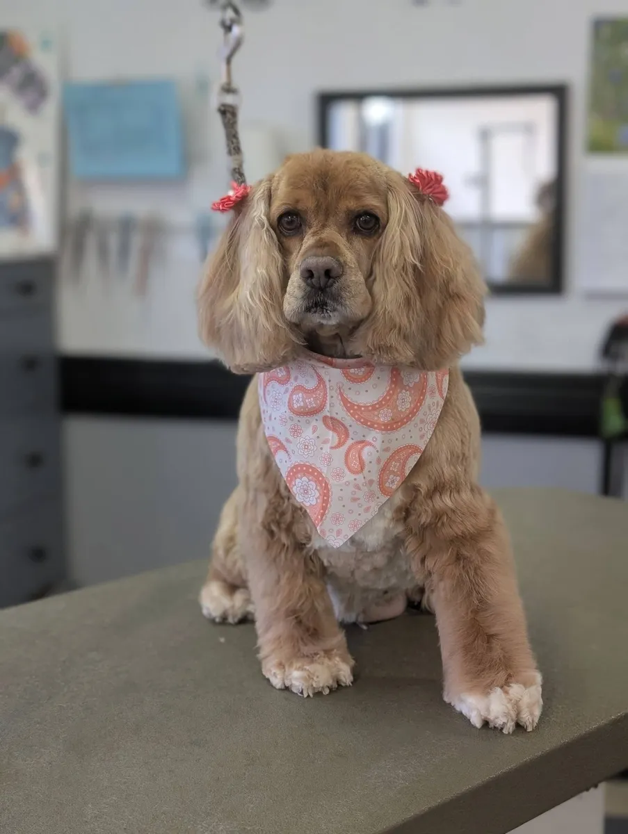A buff Cocker Spaniel in a bandana at Zuzu's.