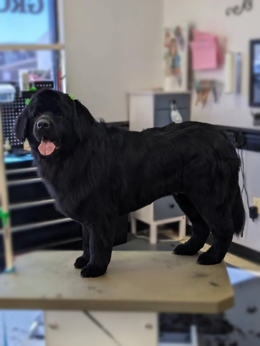 A black Newfoundland on the grooming table at Zuzu's.