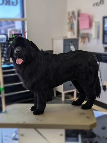 A newfoundland groomed at Zuzu's.
