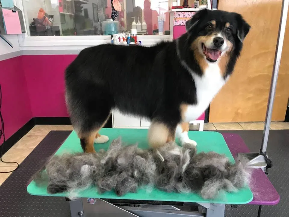 A gray and white Siberian Husky on the grooming table at Zuzu's.
