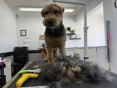 A freshly groomed dog at Zuzu's Pet Spa in Colorado Springs.
