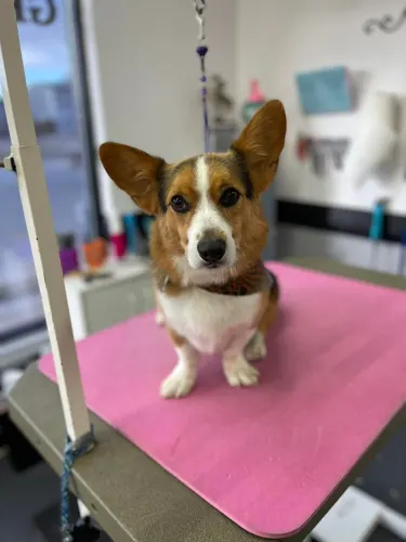 A medium dog groomed at Zuzu's.