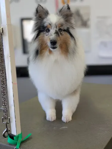 A medium dog groomed at Zuzu's.