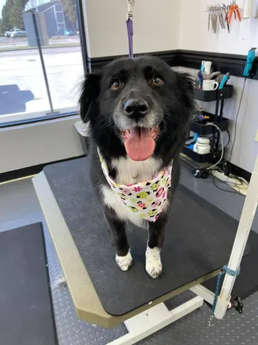 A medium dog groomed at Zuzu's.