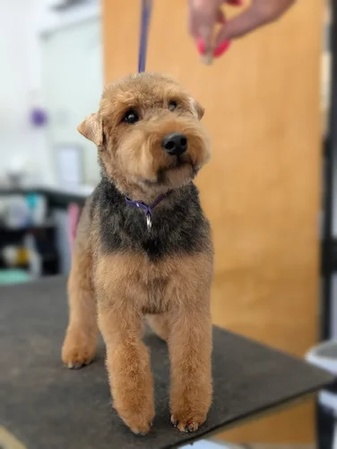 A welsh terrier groomed at Zuzu's.