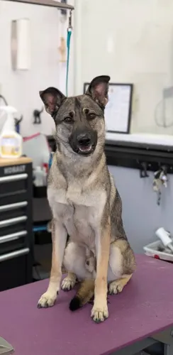 A freshly groomed dog at Zuzu's Pet Spa in Colorado Springs.