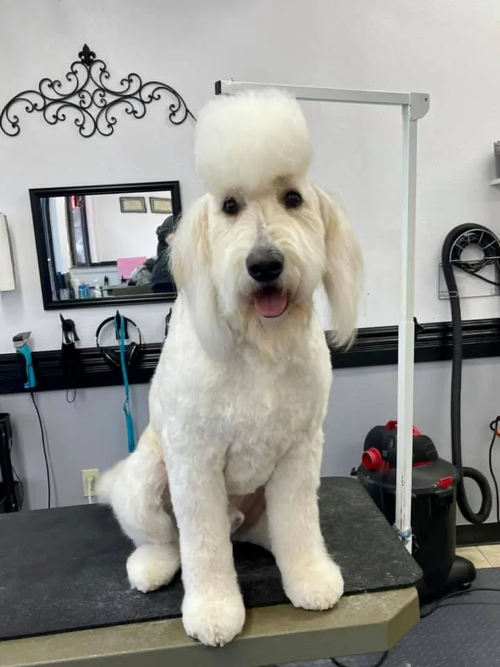 A brown Poodle in a fresh trim at Zuzu's.
