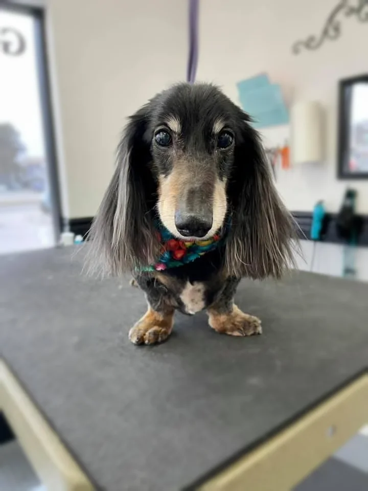 A black and tan Long-Haired Dachshund on the grooming table at Zuzu's.